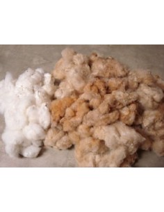 20 Semillas de Algodon silvestre Veracruzano (Gosypium ssp.) Algodon nativo de Mexico desaparecido cafe 2