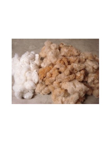 20 Semillas de Algodon silvestre Veracruzano (Gosypium ssp.) Algodon nativo de Mexico desaparecido cafe