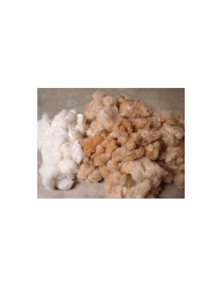 20 Semillas de Algodon silvestre Veracruzano (Gosypium ssp.) Algodon nativo de Mexico desaparecido cafe