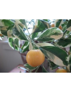 1 Arbolito de Naranja Variegata - Citrus sinensis variegata -Variegada ARBOL DE NARANJA ORNAMENTAL 2