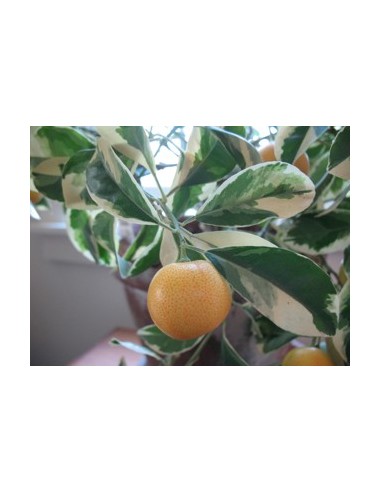 1 Variegated Orange tree - citrus sinensis - Mexican plant nursery