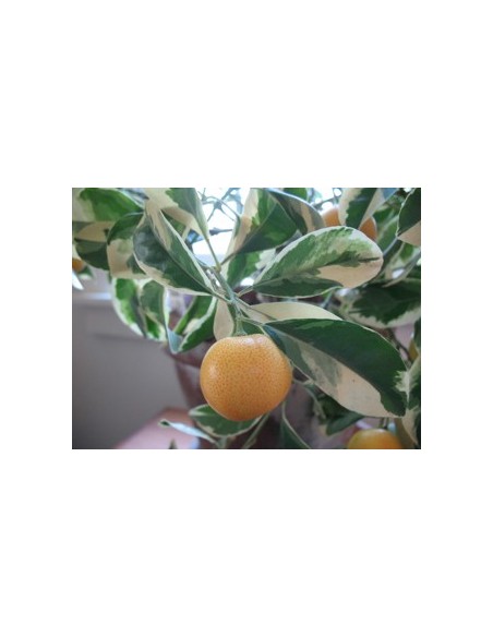 1 Arbolito de Naranja Variegata - Citrus sinensis variegata -Variegada ARBOL DE NARANJA ORNAMENTAL