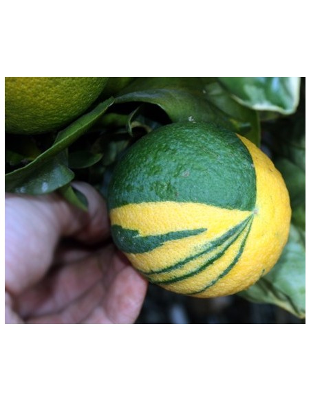 1 Arbolito de Naranja Variegata - Citrus sinensis variegata -Variegada ARBOL DE NARANJA ORNAMENTAL