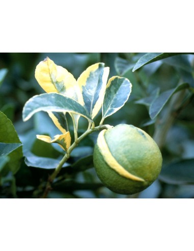 1 Arbolito de Naranja Variegata - Citrus sinensis variegata -Variegada ARBOL DE NARANJA ORNAMENTAL