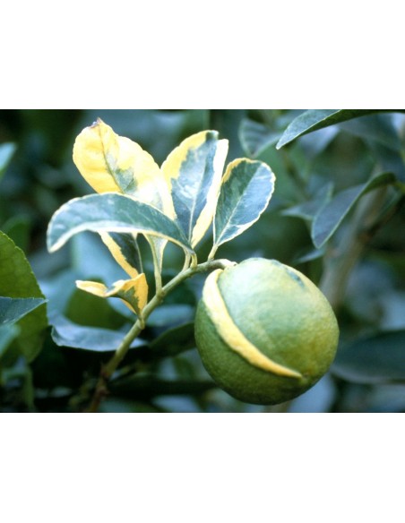 1 Arbolito de Naranja Variegata - Citrus sinensis variegata -Variegada ARBOL DE NARANJA ORNAMENTAL