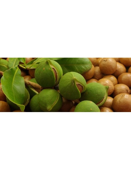 1 Arbolito de Nuez de Macadamia  (Macadamia tetraphylla ) Nueces de macadamia en el jardin, para sembrar