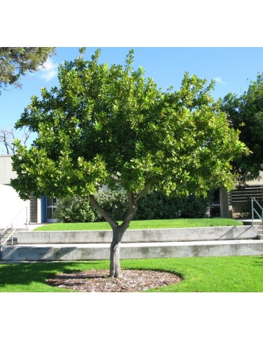 1 Macadamia nut Live plant for sale - Grow your own macadamia nuts - Macadamia tetraphylla