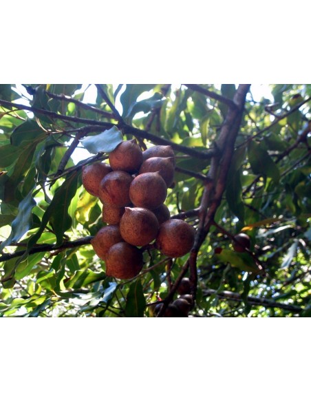 1 Arbolito de Nuez de Macadamia  (Macadamia tetraphylla ) Nueces de macadamia en el jardin, para sembrar