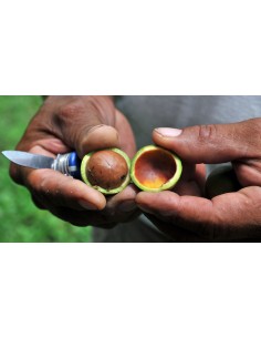1 Arbolito de Nuez de Macadamia  (Macadamia tetraphylla ) Nueces de macadamia en el jardin, para sembrar