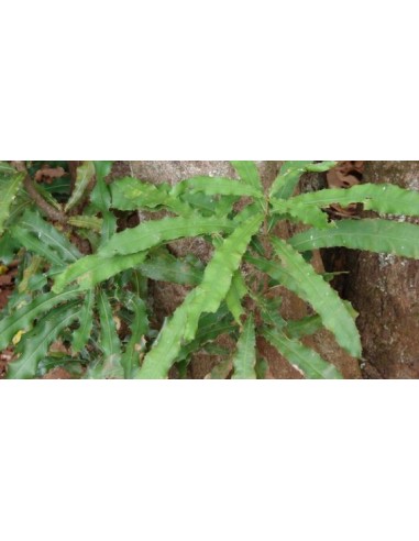 1 Arbolito de Nuez de Macadamia  (Macadamia tetraphylla ) Nueces de macadamia en el jardin, para sembrar