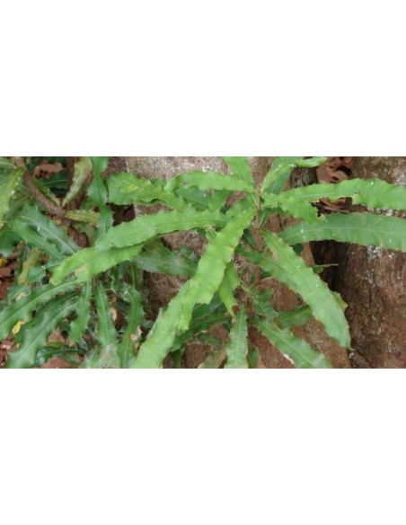 1 Arbolito de Nuez de Macadamia  (Macadamia tetraphylla ) Nueces de macadamia en el jardin, para sembrar