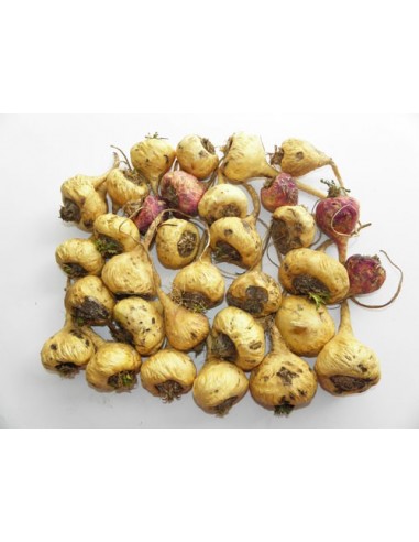 1 Macadamia nut Live plant for sale - Grow your own macadamia nuts - Macadamia tetraphylla