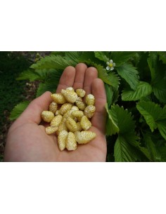 Fresas amarillas Salvajes (Fragaria vesca) 1 Planta de Fresa amarilla americana Para sembrar, de venta aqui 2