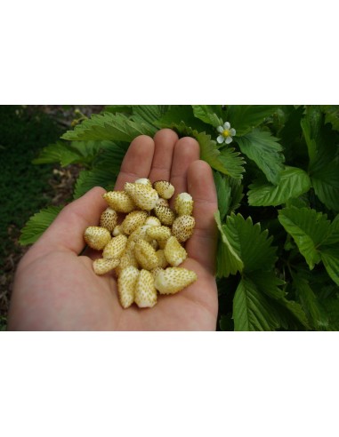 Strawberry, Alpine Yellow - (Fregaria vesca) YELLOW STRAWBERRY PLANTS FOR SALE