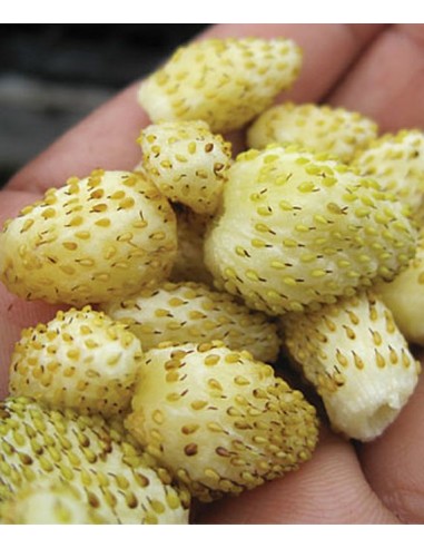 Strawberry, Alpine Yellow - (Fregaria vesca) YELLOW STRAWBERRY PLANTS FOR SALE