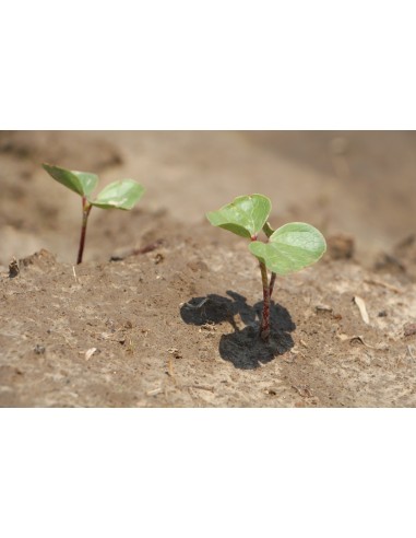 20 Semillas de Algodon silvestre Veracruzano (Gosypium ssp.) Algodon nativo de Mexico desaparecido cafe