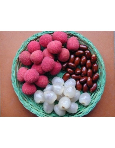 1 Litchi chinensis - Lychee - Liche Lichi Fruta deliciosa originaria de china, Arbolitos acodo