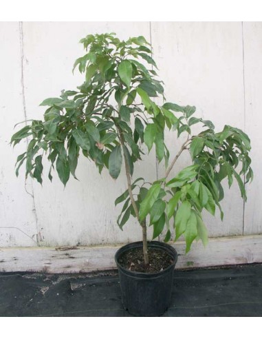 1 Lychee tree for sale - Litchi chinensis live plants nursery  order now paypal acepted