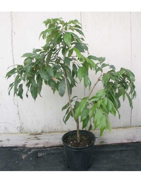 1 Lychee tree for sale - Litchi chinensis live plants nursery  order now paypal acepted