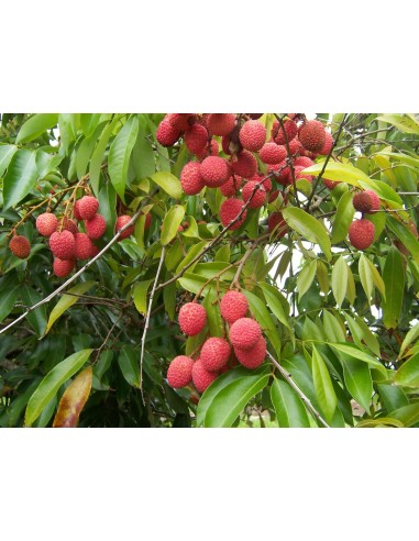 1 Lychee tree for sale - Litchi chinensis live plants nursery  order now paypal acepted