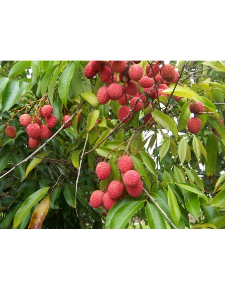 1 Lychee tree for sale - Litchi chinensis live plants nursery  order now paypal acepted