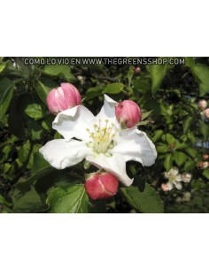 Arkansas black apple tree (Malus domestica) TWO YEAR GRAFT 2