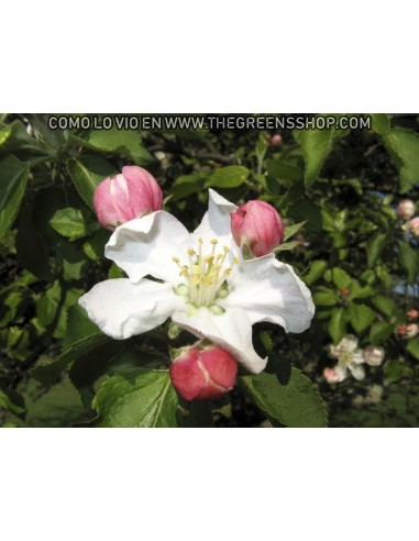 Arkansas black apple tree (Malus domestica) TWO YEAR GRAFT