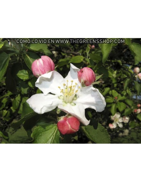 Arkansas black apple tree (Malus domestica) TWO YEAR GRAFT