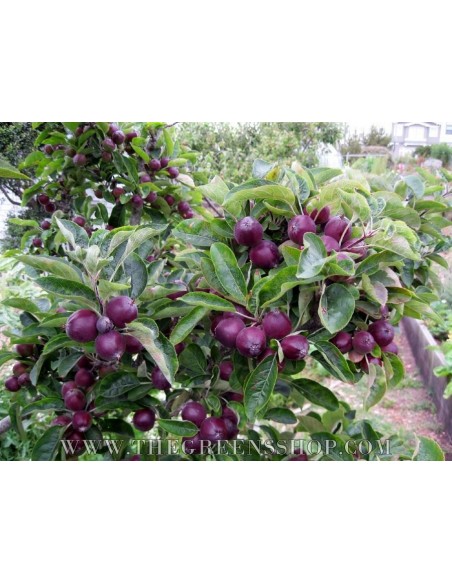 Arkansas black apple tree (Malus domestica) TWO YEAR GRAFT