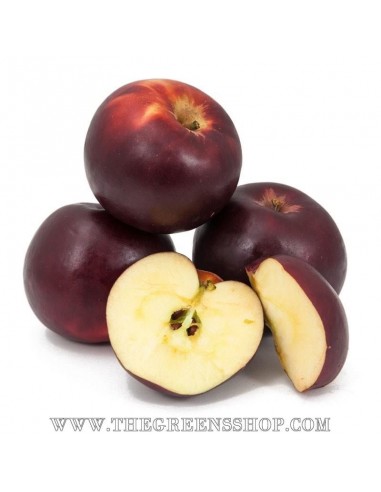 Manzana ''Arkansas black'' 1 Arbolito de manzana negra de arkansas (Malus domestica) Venta en mexico