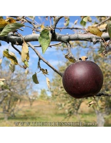 Arkansas black apple tree (Malus domestica) TWO YEAR GRAFT