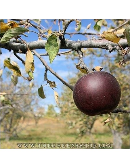 Manzana ''Arkansas black'' 1 Arbolito de manzana negra de arkansas (Malus domestica) Venta en mexico