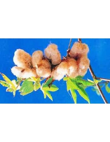 20 Semillas de Algodon silvestre Veracruzano (Gosypium ssp.) Algodon nativo de Mexico desaparecido cafe