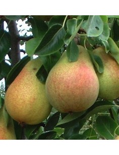 1 D'anjou pear - Live grafted plant! Pyrus communis - Common pear trees for sale