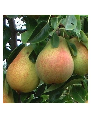 1 D'anjou pear - Live grafted plant! Pyrus communis - Common pear trees for sale