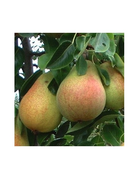 1 Arbolito de Pera D'anjou (Pyrus communis) Propiedades de la pera - Envios a todo mexico de plantas de Pera