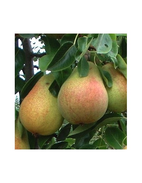 1 D'anjou pear - Live grafted plant! Pyrus communis - Common pear trees for sale 1 D'anjou pear - Live grafted plant! Pyrus communis - Common pear trees for sale