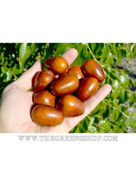 Jujube ''Lang'' (Ziziphus jujuba) Azufaifo, Manzanita, Jocote coreano VENTA EN MEXICO