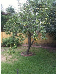 1 Arbolito de Pera D'anjou (Pyrus communis) Propiedades de la pera - Envios a todo mexico de plantas de Pera 2