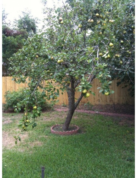 1 Arbolito de Pera D'anjou (Pyrus communis) Propiedades de la pera - Envios a todo mexico de plantas de Pera