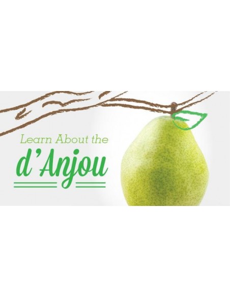 1 D'anjou pear - Live grafted plant! Pyrus communis - Common pear trees for sale 1 D'anjou pear - Live grafted plant! Pyrus communis - Common pear trees for sale