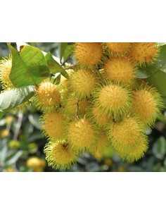 1 Rambutan fruit - Borneo island rare fruits - Nephelium lappaceum for sale 2