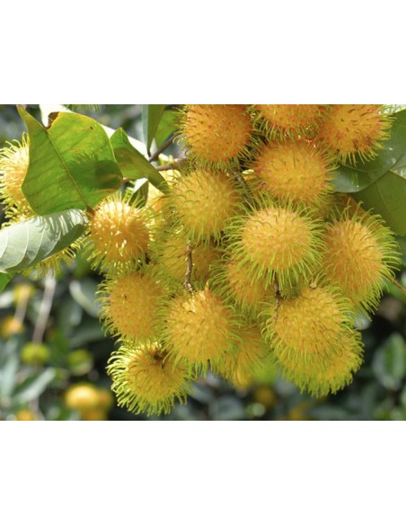 1 Rambutan fruit - Borneo island rare fruits - Nephelium lappaceum for sale