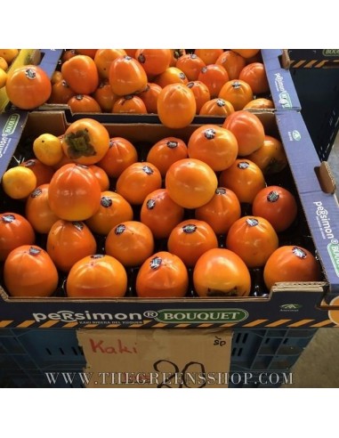 Hachiya persimmon tree (Diospyros kaki) Tsuronoko - Very rare - GRAFTED - TGSC online tree nurseries.