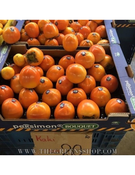 Hachiya persimmon tree (Diospyros kaki) Tsuronoko - Very rare - GRAFTED - TGSC online tree nurseries.