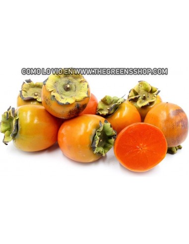 Arbol de Persimo ''Hachiya'' dulce en Venta (Diospyros kaki) Caqui / Persimmon, Persimonio comprar