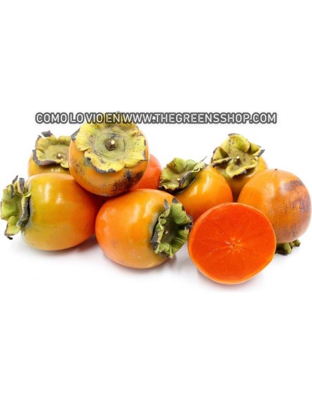 Hachiya persimmon tree (Diospyros kaki) Tsuronoko - Very rare - GRAFTED - TGSC online tree nurseries.