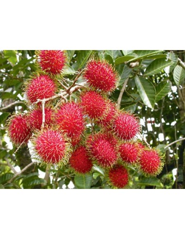 1 Arbol de Rambutan rojo - Chom chom (Nephelium lappaceum)Los mejores arboles tropicales de mEXICO