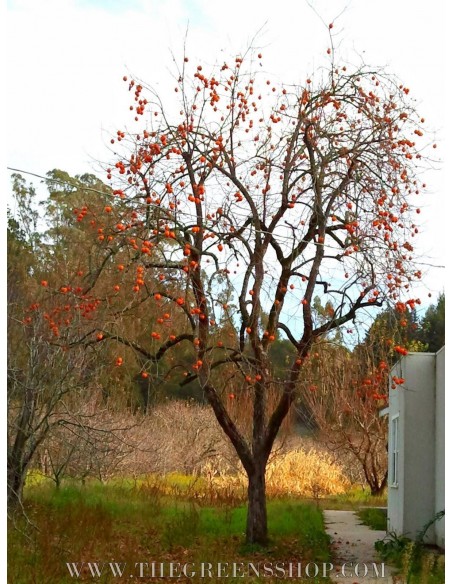 Hachiya persimmon tree (Diospyros kaki) Tsuronoko - Very rare - GRAFTED - TGSC online tree nurseries.