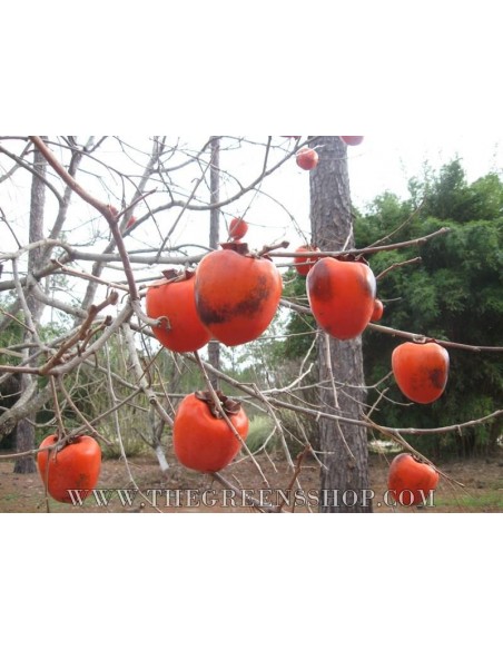 Hachiya persimmon tree (Diospyros kaki) Tsuronoko - Very rare - GRAFTED - TGSC online tree nurseries.